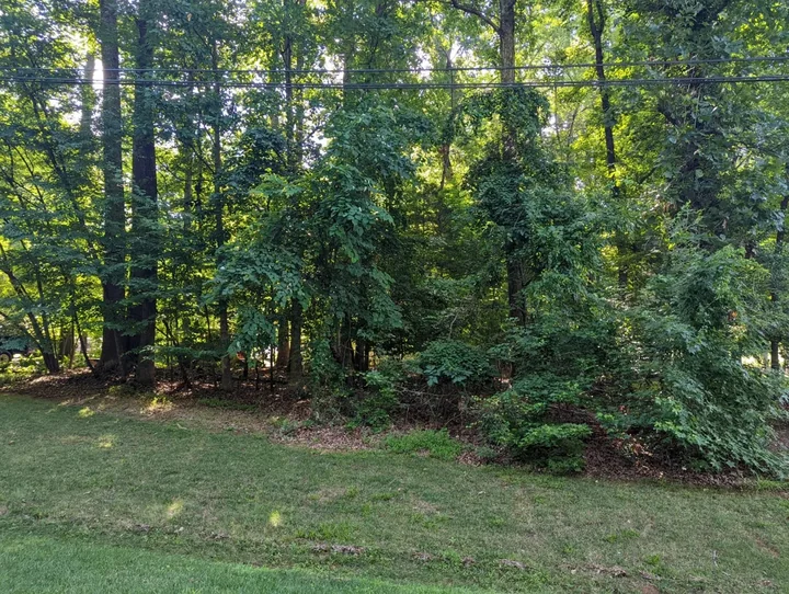 Before yard cleanup — overgrown lot