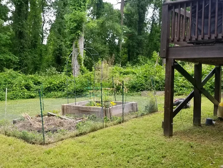 Before brush clearing — heavy overgrowth on residential property