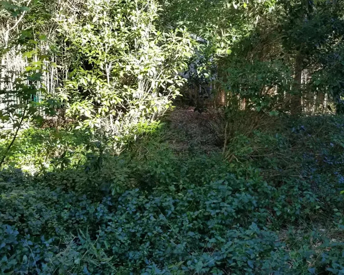 Before backyard cleanup — overgrown with brush and weeds